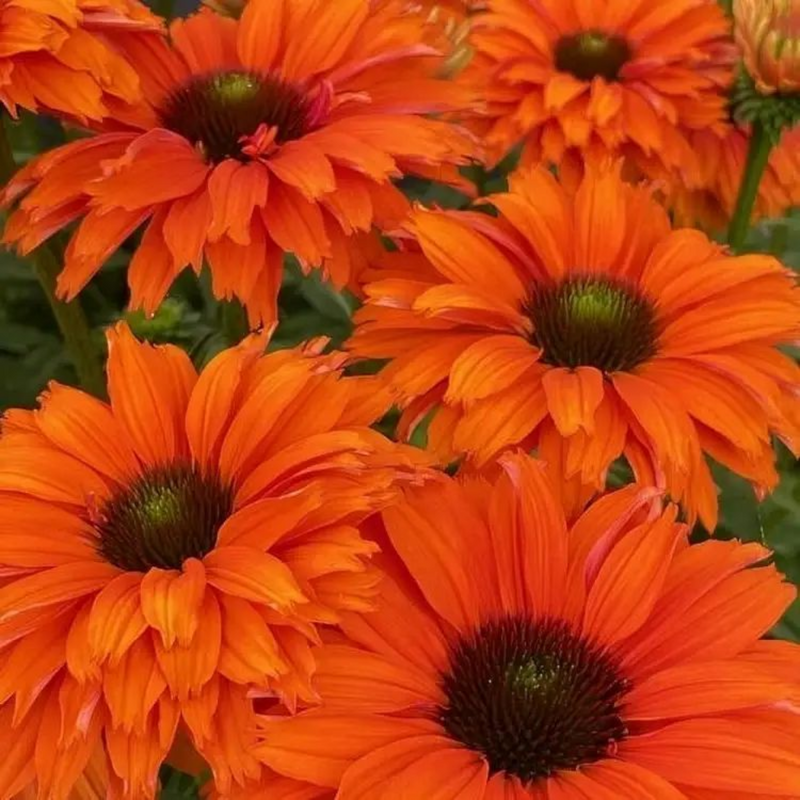Echinacea, ameriški slamnik