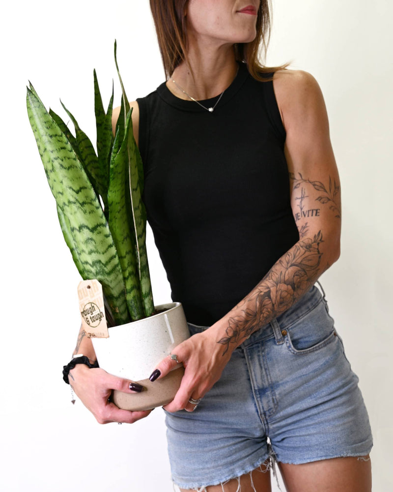 Taščin jezik - Sansevieria zeylanica (snake plant) v loncu