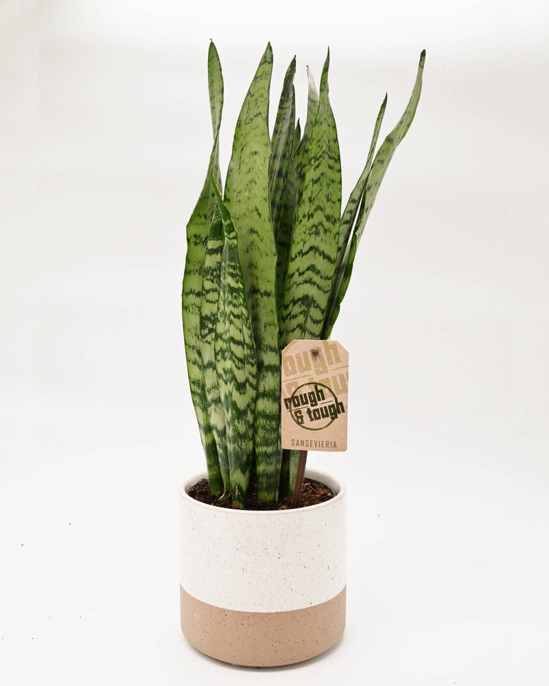 Taščin jezik - Sansevieria zeylanica (snake plant) v loncu