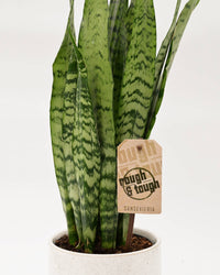 Taščin jezik - Sansevieria zeylanica (snake plant) listi