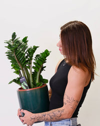 Zamioculcas zamifolia Zenzi v loncu