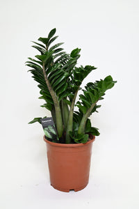 Zamioculcas zamifolia Zenzi v loncu