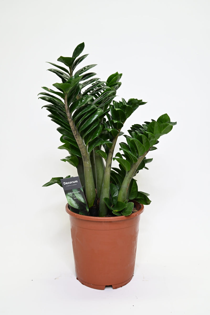 Zamioculcas zamifolia Zenzi v loncu