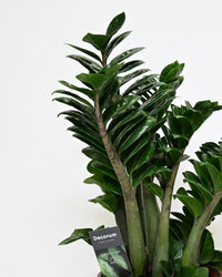 Zamioculcas_zamifolia_Zenzi_listi