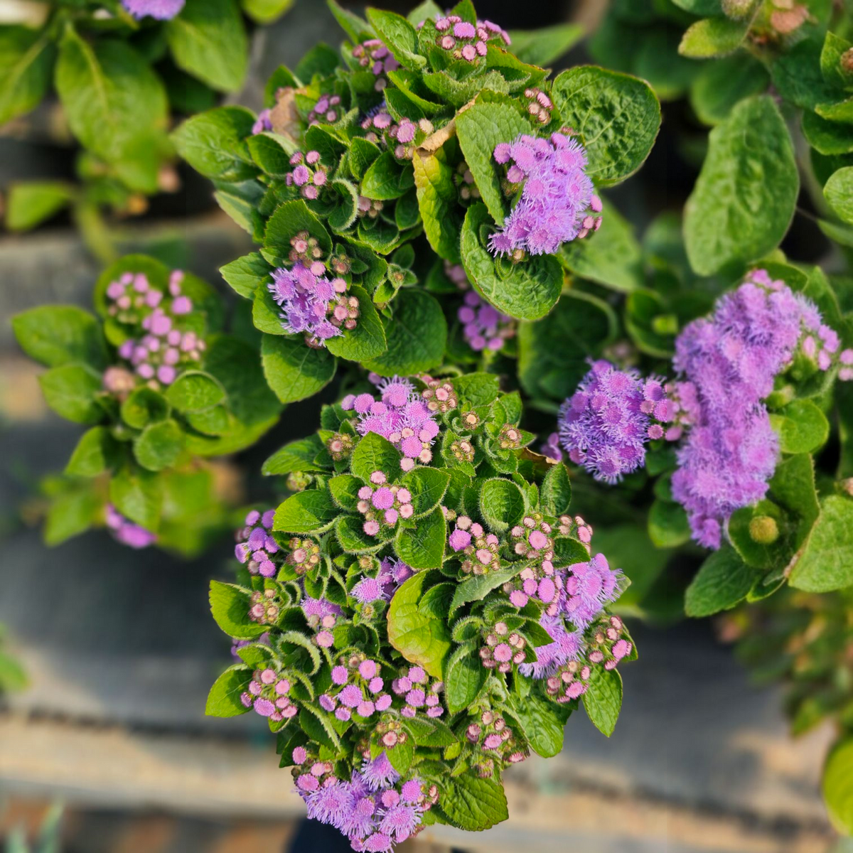 Ageratum houstonianum, modri nitkar