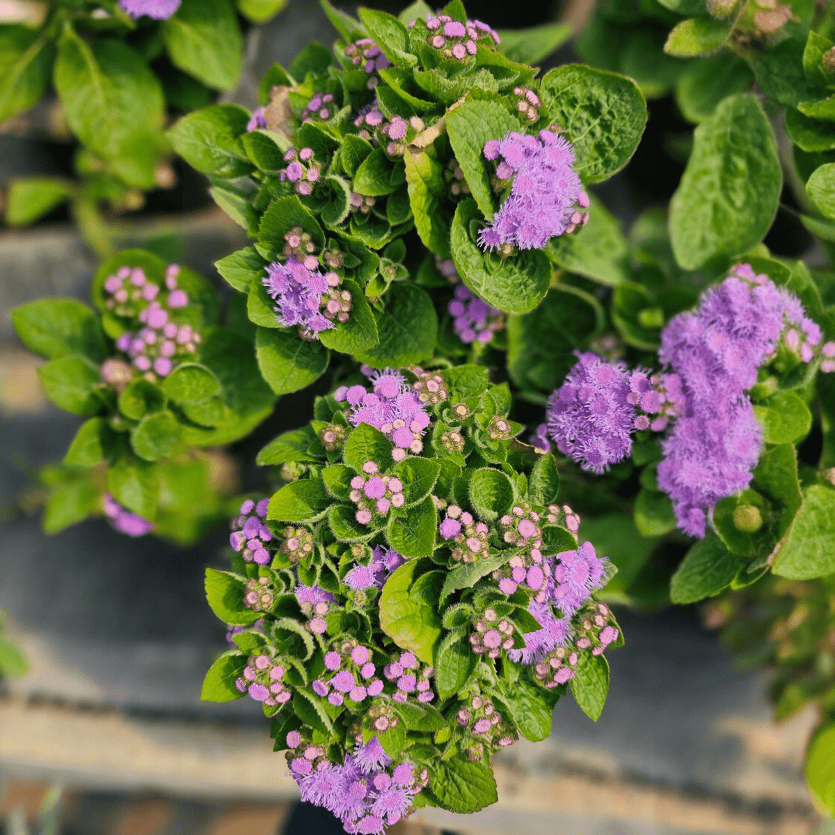 Ageratum houstonianum, modri nitkar