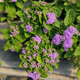 Ageratum houstonianum, modri nitkar