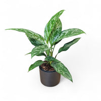 aglaonema, lončnica