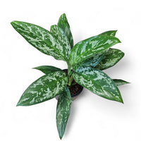 aglaonema, lončnica