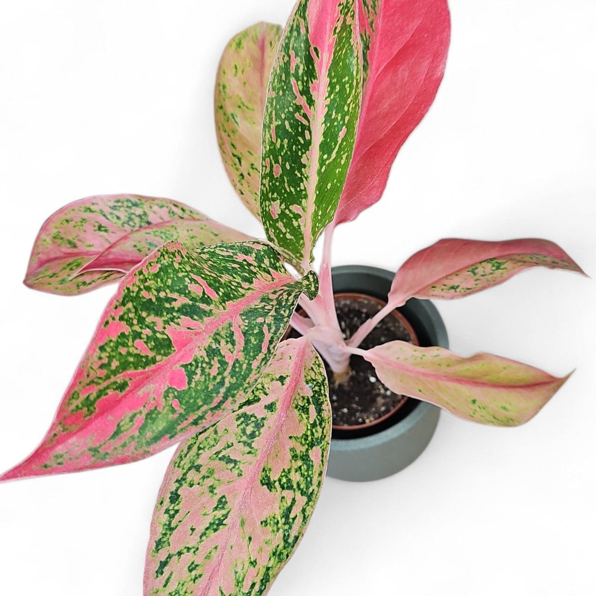 aglaonema pink prestige