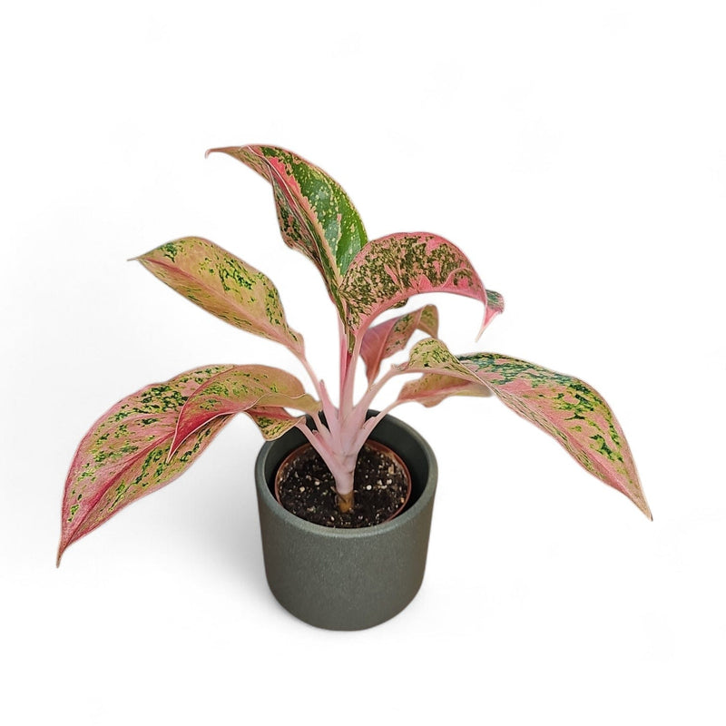 Algaonema pink prestige