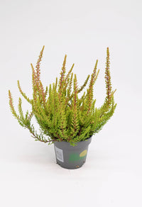 Jesenska resa Calluna vulgaris Agneta
