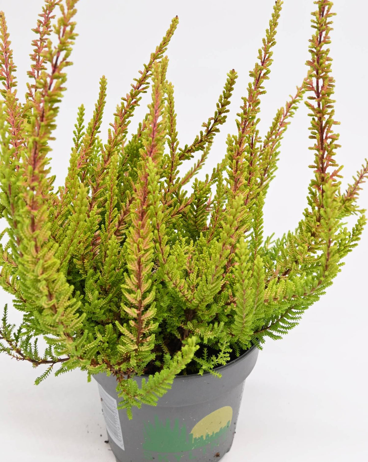 Jesenska resa Calluna vulgaris Agneta