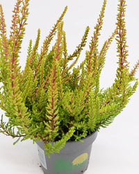 Jesenska resa Calluna vulgaris Agneta