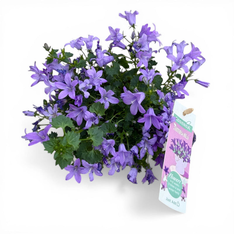 Sutera bacopa, sutera