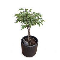 ficus benjamina nina, fikus