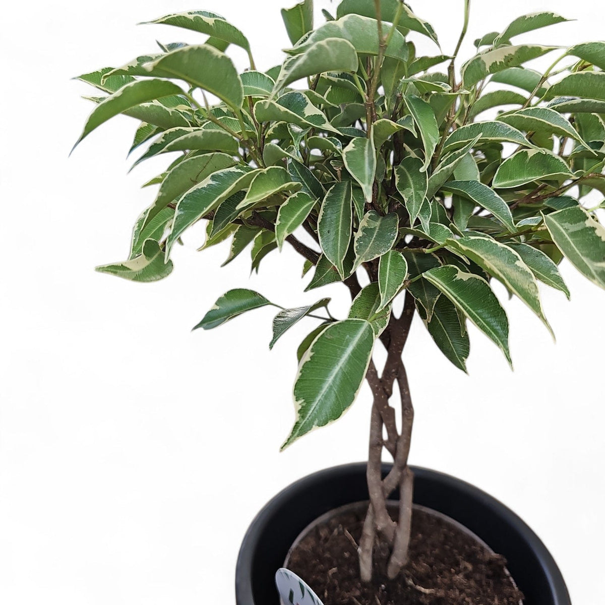 ficus benjamina nina, fikus