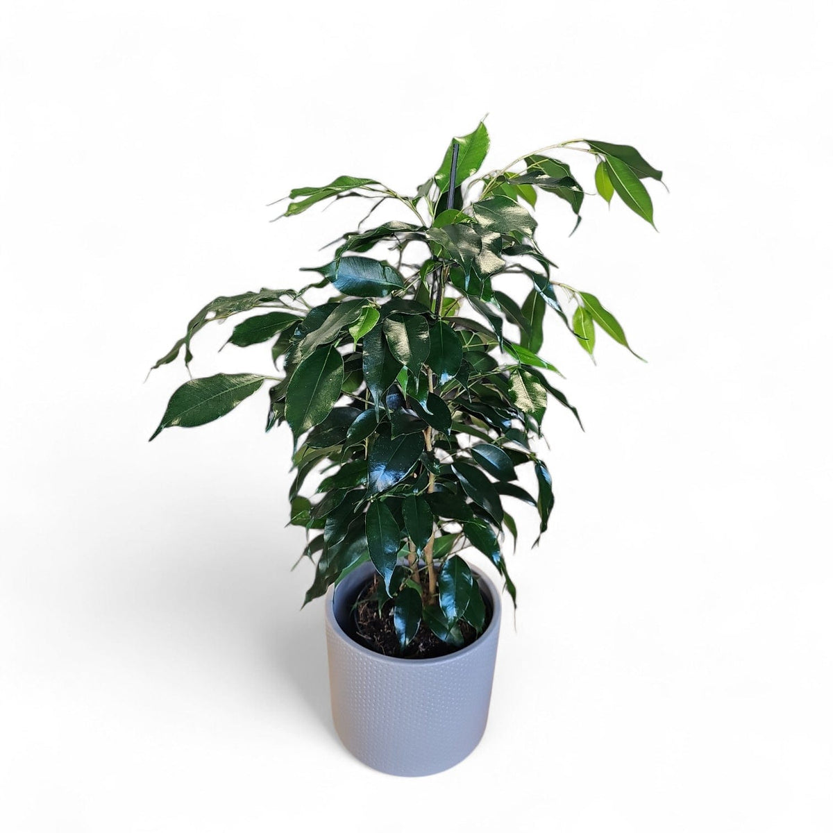 Ficus Benjamina ‘Mixed Royal’, fikus
