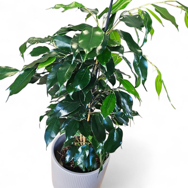 Ficus Benjamina ‘Mixed Royal’, fikus