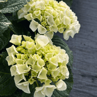 Hydrangea macrophylla, hortenzija Več barvnih kombinacij