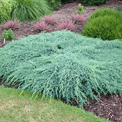 Juniperus squamata 'Blue Carpet'