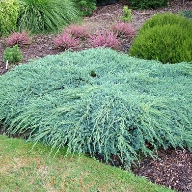 Juniperus squamata 'Blue Carpet'