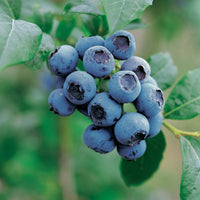 Vaccinium corymbosum Goldtraube, ameriška borovnica