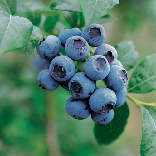 Vaccinium corymbosum Goldtraube, ameriška borovnica