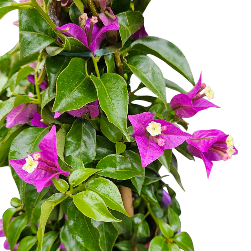 Bougainvillea, Bugenvilija
