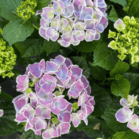 Hydrangea macrophylla, hortenzija Več barvnih kombinacij