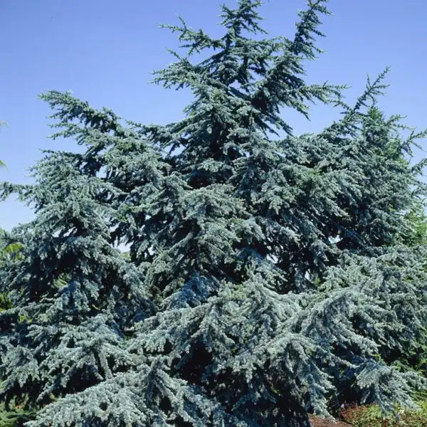 Cedrus Libani Glauca, cedra