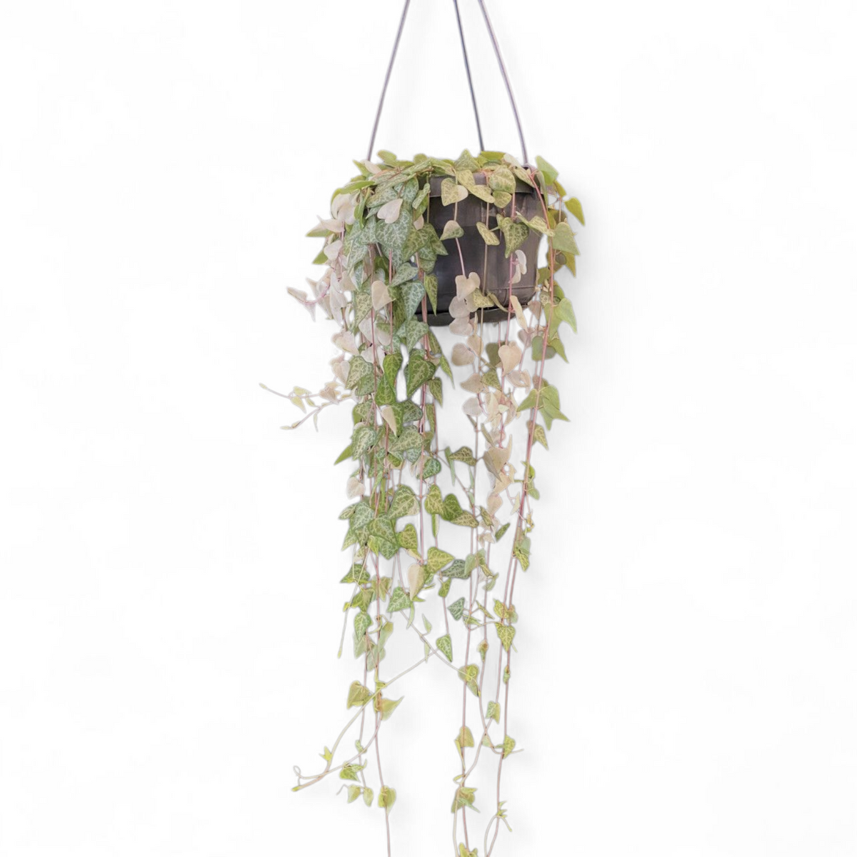 Ceropegia Linearis Luuk
