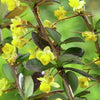Berberis x media Red Jewel, češmin