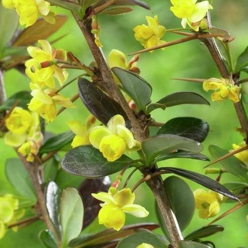 Berberis x media Red Jewel, češmin