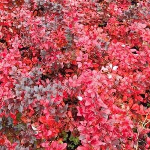 Berberis x media Red Jewel, češmin