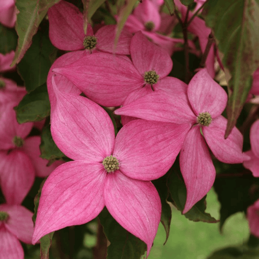 Cornus Cousa "Scarlet Fire", japonski dren