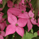 Cornus Cousa "Scarlet Fire", japonski dren
