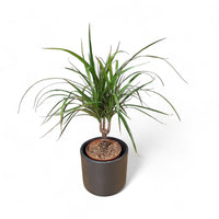 Dracaena, zmajevka