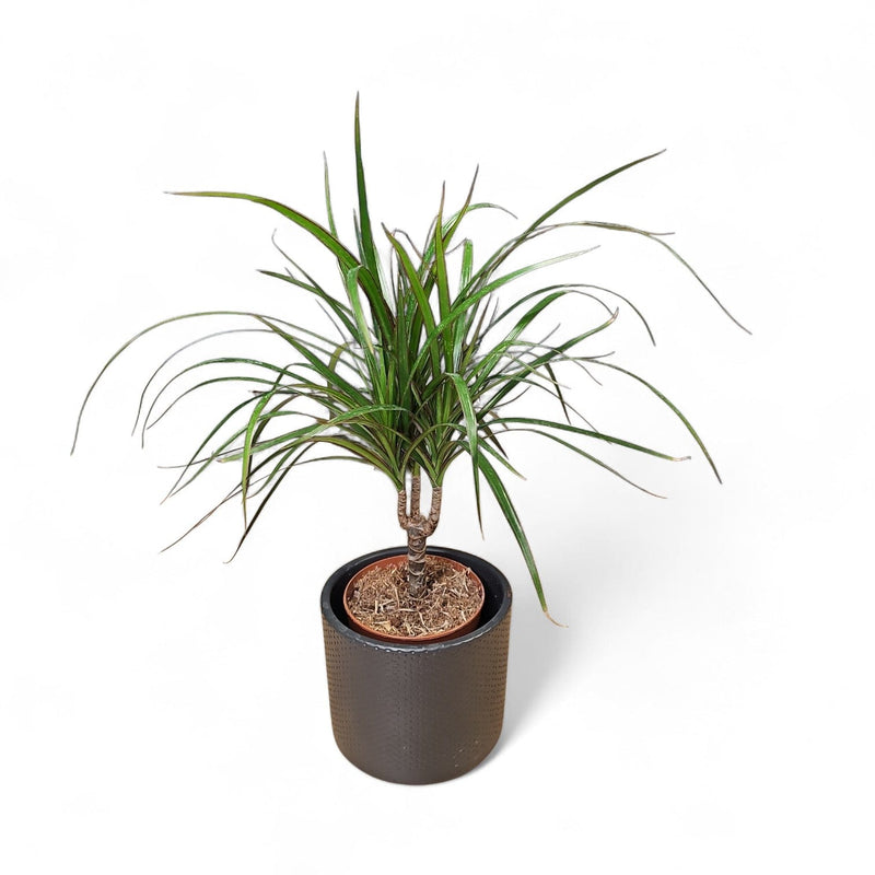 Dracaena, zmajevka