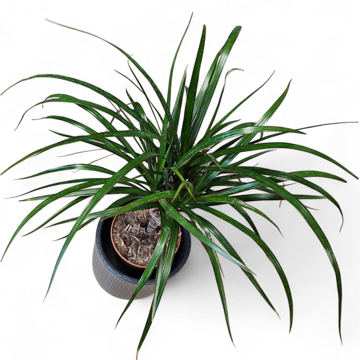 Dracaena, zmajevka