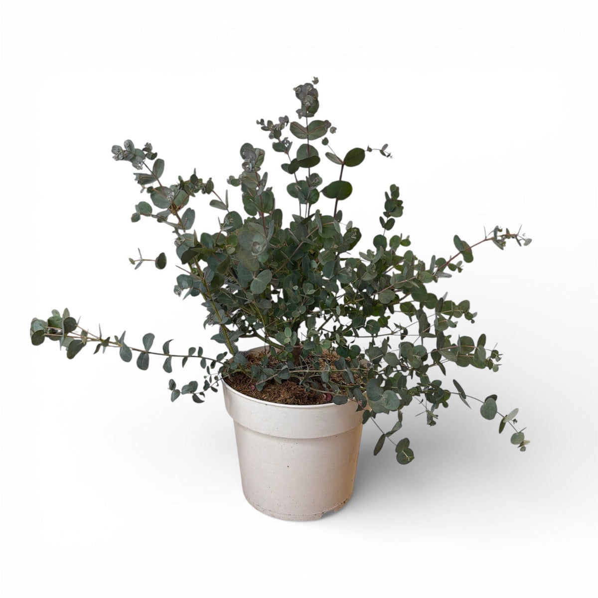 Eucalyptus gunnii Azura, Evkalipt