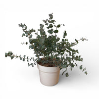 Eucalyptus gunnii Azura, Evkalipt