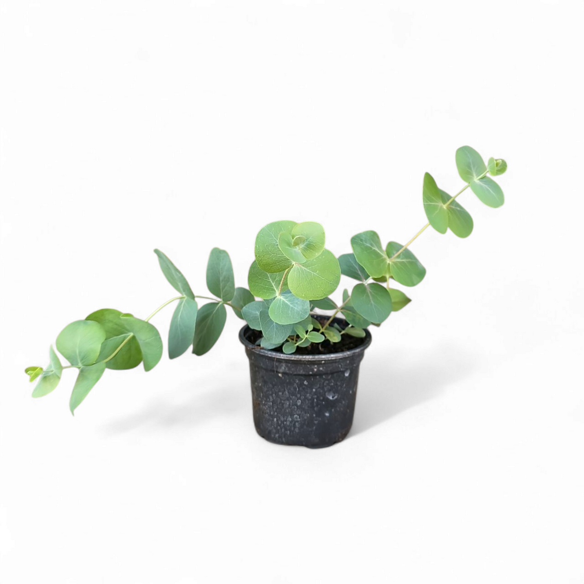 Eucalyptus Silver dollar, evkalipt