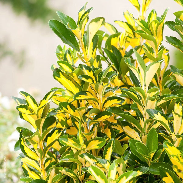 Euonymus Elegantissimus Aureus, japonski evonim