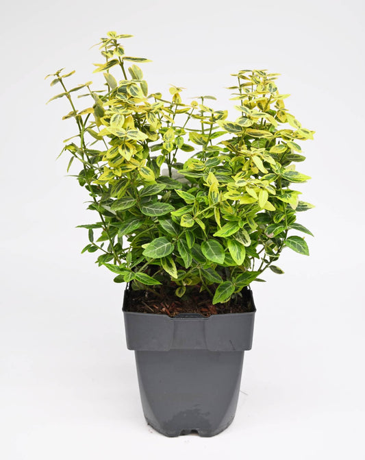 Euonymus Fortunei Emerlad n'Gold' - japonski evonim
