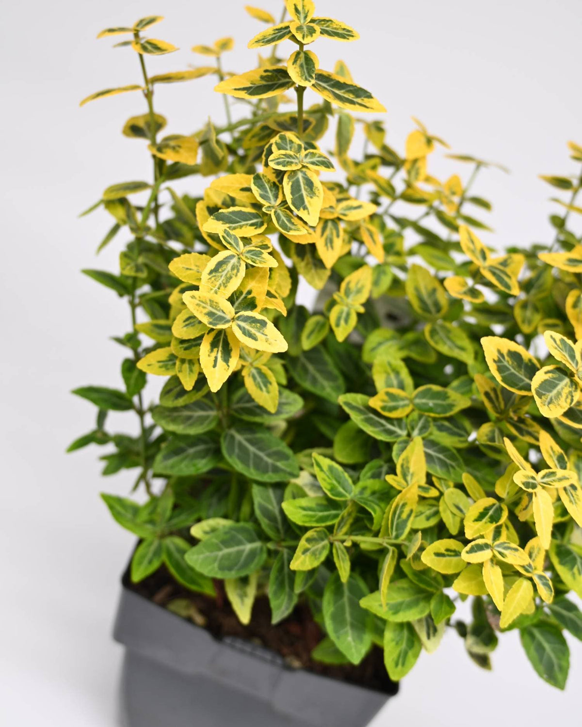 Euonymus Fortunei Emerlad n'Gold' - japonski evonim