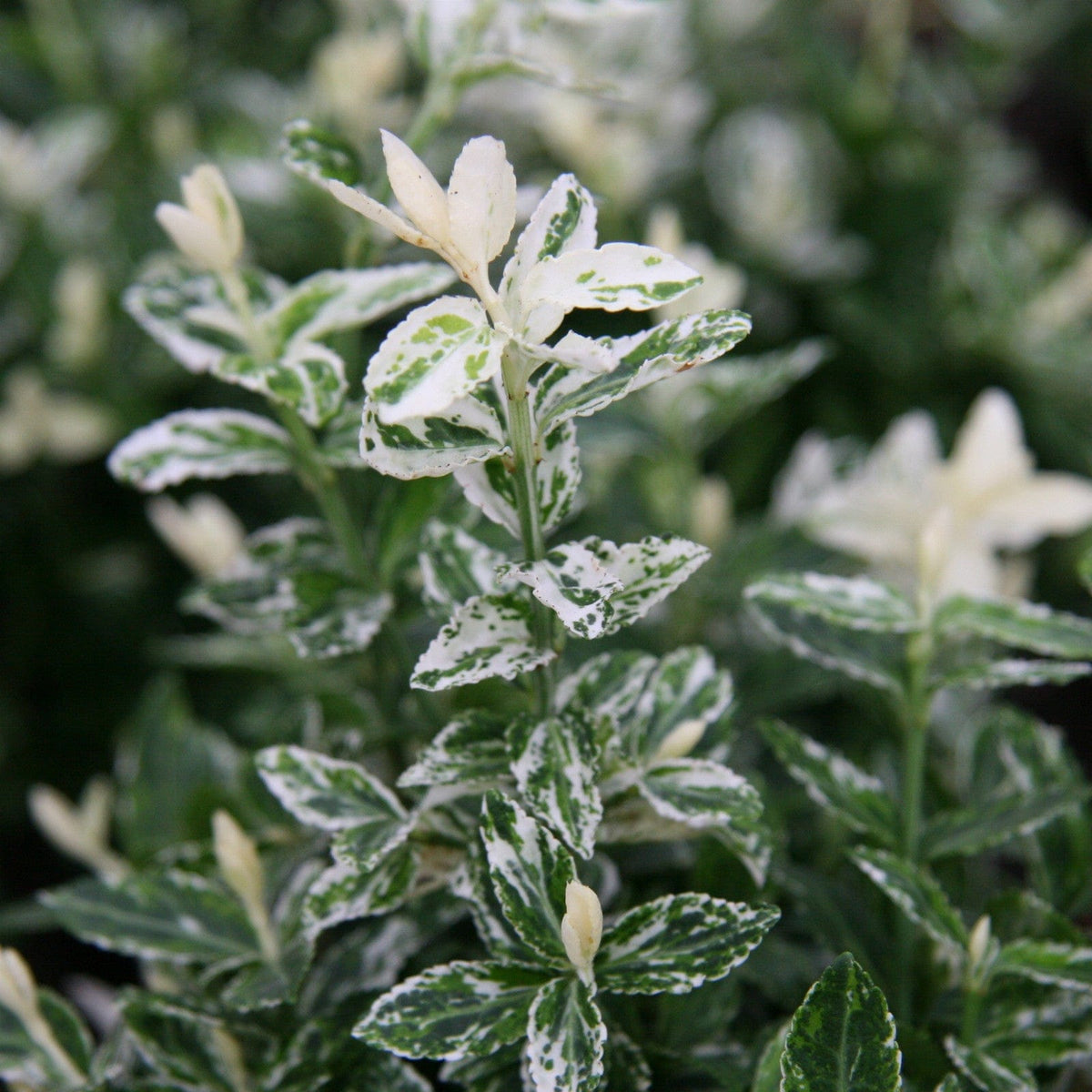 Japonski evonim v lončku,Euonymus Fortunei Harlequin