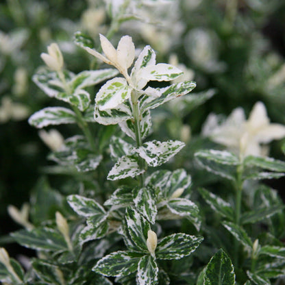 Japonski evonim v lončku,Euonymus Fortunei Harlequin