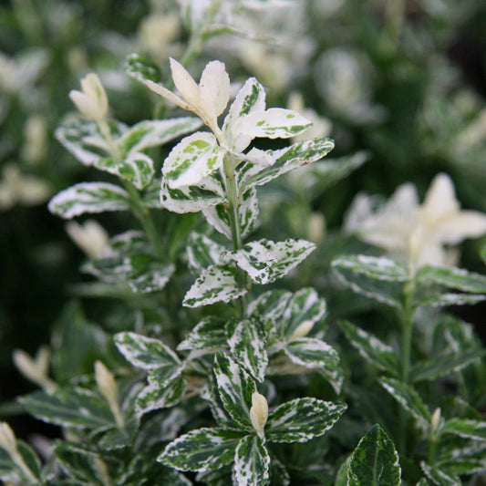 Japonski evonim v lončku,Euonymus Fortunei Harlequin