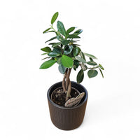 Ficus "Microcarpa Maya", fikus